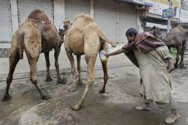 No, they shall say we have two presidents, what do we do now? fear not, for god said, as i promised before this is my nation and i will change things according to the time and season and i told you now i will expose and reveal things that have been. This Is Why People Drink Camel Urine Metro News