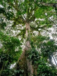 Image result for Ceiba