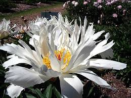 Finagardenspeonies is ranked 3,969,358 in the united states. Peonies Flowers Plants