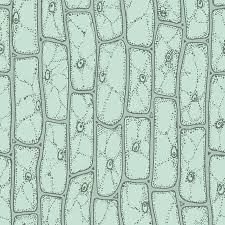 There four focus level in compound microscope 4x,10x,40x and 100x just place your prepared slide of plant between light and slide stand and focus on 40x or 100x you can easily see plant cells under microscope. Plant Cells Under Microscope Seamless Vector Pattern Tasmeemme Com
