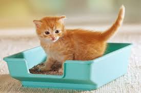 Untuk mengurangi kecemasan mereka, kucing akhirnya menempatan aroma mereka pada sesuatu yang baru dengan kencing di atasnya. Cara Mudah Melatih Kucing Agar Tak Buang Air Sembarangan