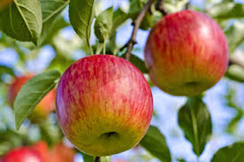 With over 7,000 varieties of. Fuji Apple Information Learn About Growing Fuji Apples In The Landscape