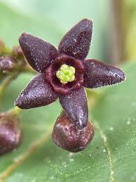 Image result for Vincetoxicum apiculatum