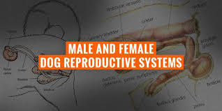 Male Female Dog Reproductive Systems Organs And Hormones