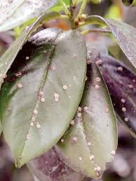 Image result for scale on plant