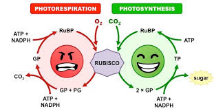 C3 C4 And Cam Plants Bioninja