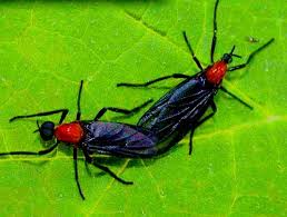 Meagan These Are Lovebugs They Re Tiny Quite Harmless And I Do Believe They Re Stuck Together But At A Certain Time Of Y Love Bugs Stink Bugs Bugs