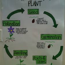 3rd Grade Science Lesson Plans Plant Life Cycle Science Lesson Plans Plant Life Cycle Second Grade Science