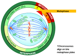 During mitosis, cells are produced that are genetically identical to the parent, or clones. Metaphase Definition Diagrams Expii