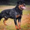 Our rottweilers have some of the best champion bloodlines from germany, europe and yugoslavia. 1
