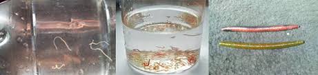 The problem with this is that you can really stress the fish out by doing this. Worms In Tap Water