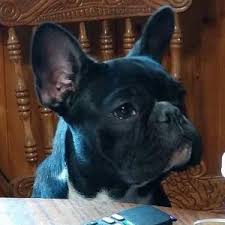 We focus on health, socialization and blue french bulldog puppies. French Bulldog Puppies Hinckley Hill Farm N Frenchies