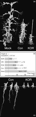 This is because synthesis of the large body of literature on. Virus Induced Gene Silencing As A Tool For Functional Genomics In A Legume Species Constantin 2004 The Plant Journal Wiley Online Library
