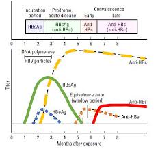 Hbsag can be identified in serum 30 to 60 days after exposure to hbv and persists for variable periods. Interpreting Hepatitis B Serology In 5 Easy Steps Epomedicine