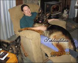 Sire is black and red and dam is sable and. Long Coat German Shepherd Long Hair German Shepherd