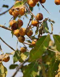 Image result for Diospyros gabunensis