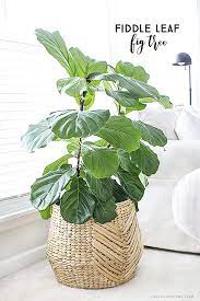 Maybe you would like to learn more about one of these? Fiddle Leaf Fig Tree Tips For Care Live Laugh Rowe