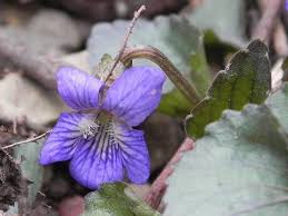 Wildflower seeds native to your region. 19 Native Plants Of Western Pennsylvania Ideas Native Plants Plants Wild Flowers