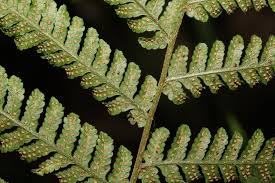 Image result for Ctenitis cirrhosa