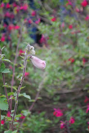 Image result for Ceratotheca