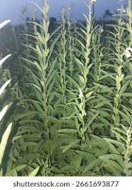 Image result for Pedaliaceae