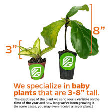 Image result for Agelanthus myrsinifolius