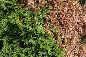 Image result for thuja drying out dead dried symptoms)