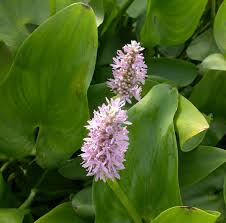 Image result for Pontederia