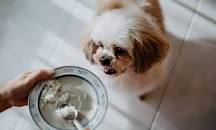 Image result for what to feed dog for diarrhea