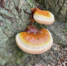 Image result for Ganoderma tsugae
