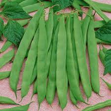 Check spelling or type a new query. Pole Bean Seeds Romano
