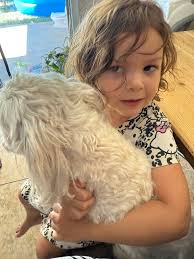 What a wonderful group this is, I could scroll all day looking at your  beautiful Chihuahuas 🐾 Here's my little boy, Cappuccino, he's the most  silliest, soppiest cute love bug. His ears