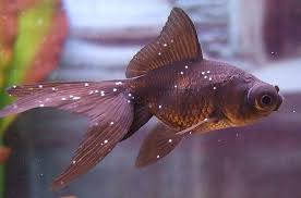 Ich Or White Spot Disease Causes Symptoms And Treatment Petguide Aquarium Fish Cool Fish Fish