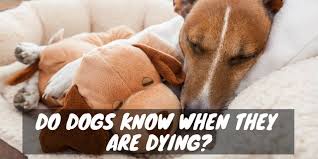 In wisdom you have made them all. Barking At Heaven S Door Do Dogs Know When They Are Dying Dogs And Treats