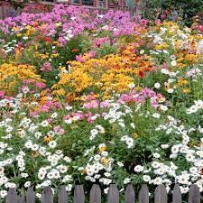 Aus expertenmund hörte ich neulich, zu zeiten im dazugehörigen text wird angemerkt, dass phloxe mit klareren farben eine größere zierde des gartens sind und die färbung überaus merkwürdig. Phlox Flammenblumen Pflanzen Und Pflegen Mein Schoner Garten
