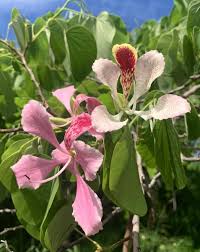 Image result for Bauhinia monandra