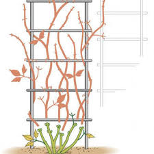 Maybe you would like to learn more about one of these? 10 Tips For Clematis Mygarden Com