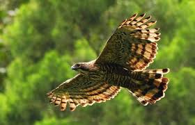 Maybe you would like to learn more about one of these? Survei Burung Indonesia Masih Ada Elang Jawa Di Gunung Patuha Tekno Tempo Co