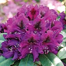 Maybe you would like to learn more about one of these? Edith Bosley Rhododendron Direct Gardening
