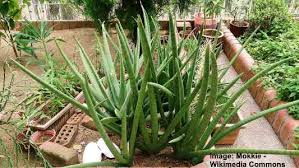 Here is a variety i'm growing with yellow variegated leaf edges, sansevieria. 19 Types Of Snake Plants Sansevieria Varieties With Care And Growing Tips
