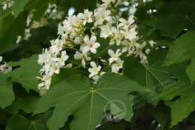 Image result for Vernicia