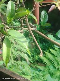 Image result for Oncinotis