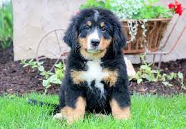 We are located near waco, texas. Houston Bernese Mountain Dog Puppy For Sale Keystone Puppies