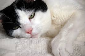 Dermatitis and other skin conditions, particularly those. Cat Constipation Kitten Constipation Symptoms Treatment Vets Now