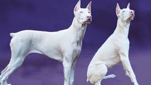 White Doberman Pinscher 10 Pictures Cost Health And More Pet Care Stores