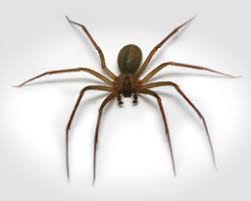 Although their heads may be a slightly different color than their bodies, brown recluse. Brown Recluse Spider Facts Bite Symptoms Hiding Places