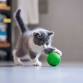 Playtime with Kittens event image