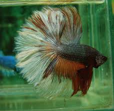 Multicolor Butterfly Betta Fish Betta Betta Fish Care