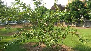 With a good source of light, guava varieties can be grown in containers and brought indoors for growing in northern climates. Guava Tree Care Keeping It Happy Healthy