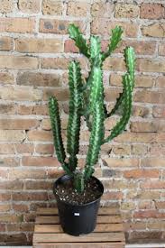 Image result for Euphorbia torta